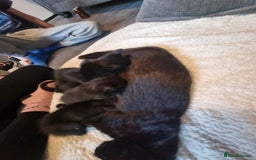 Mixed Breed cats for sale: Kittens for sale - Image 6