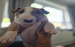 English Bull Terrier dogs for sale: Beautiful girl - Image 4
