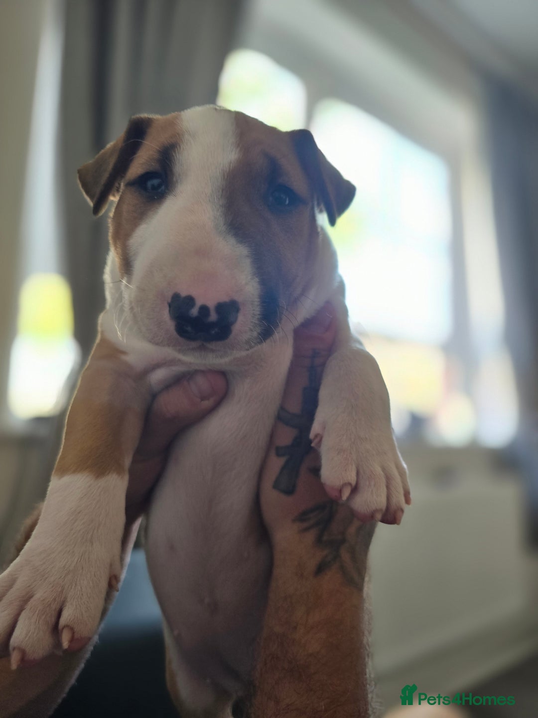 English Bull Terrier dogs for sale: Beautiful girl - Image 4