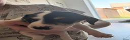 Jackshund dogs for sale: 4 Beautiful Male Jackhaunds   - Advert 10