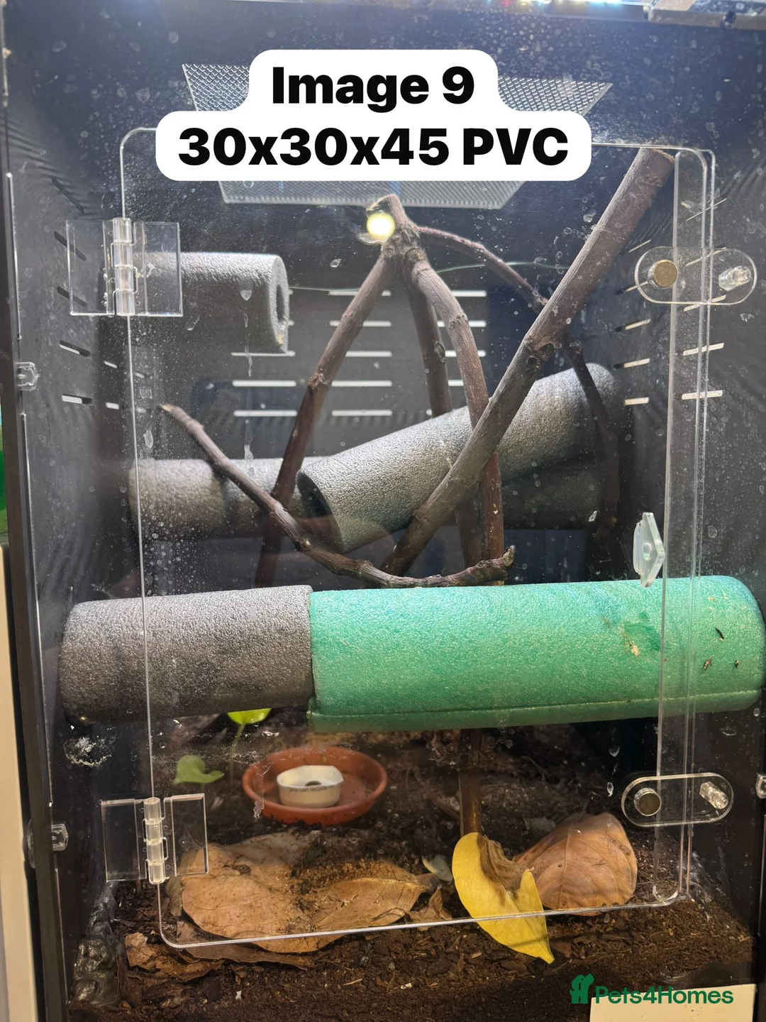 Gecko reptiles for sale: CRESTIES & ENCLOSURES - Advert 13