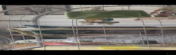 Parakeets birds for sale: 2 kakarkis males inc cage already bonded siblings in Derby - Advert 2