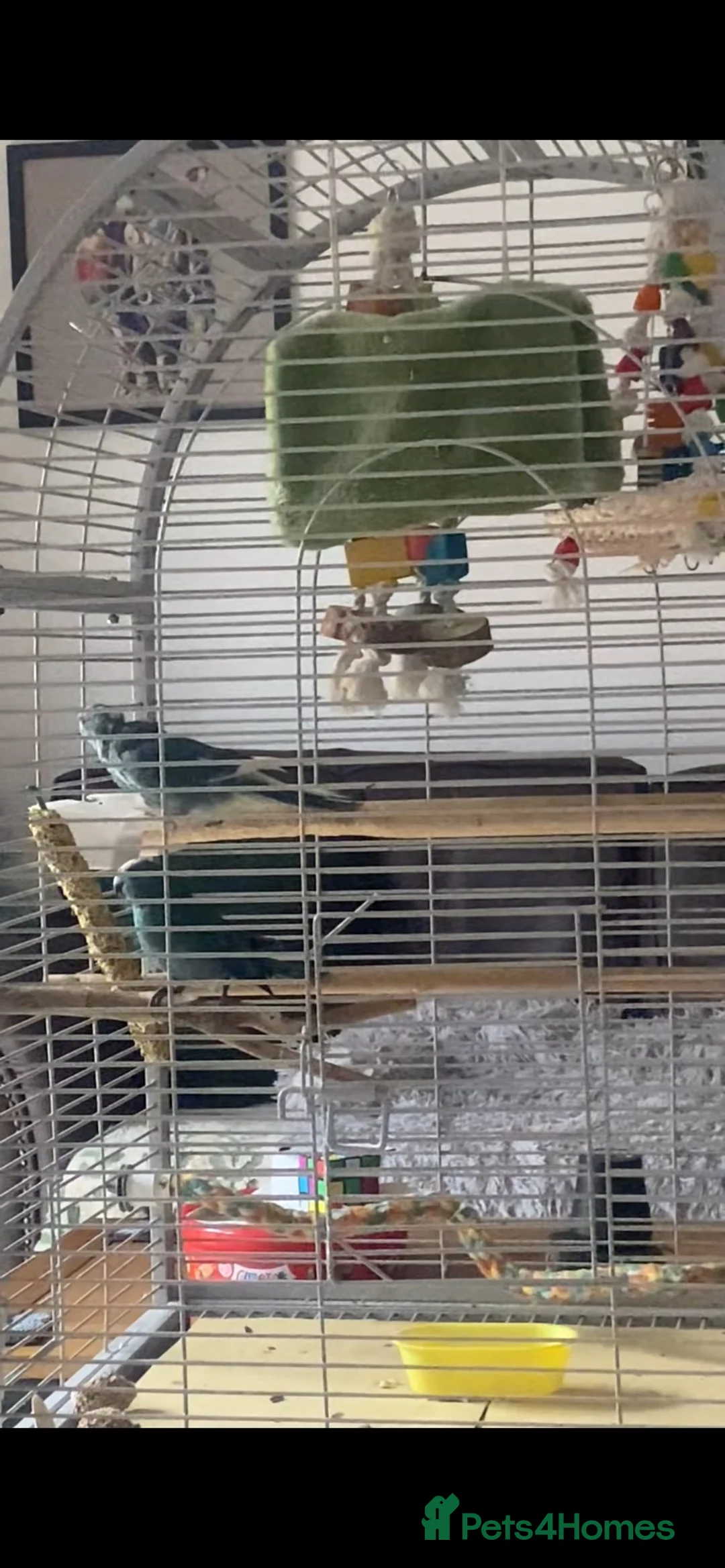 Parakeets birds for sale: 2 kakarkis males inc cage already bonded siblings in Derby - Advert 2