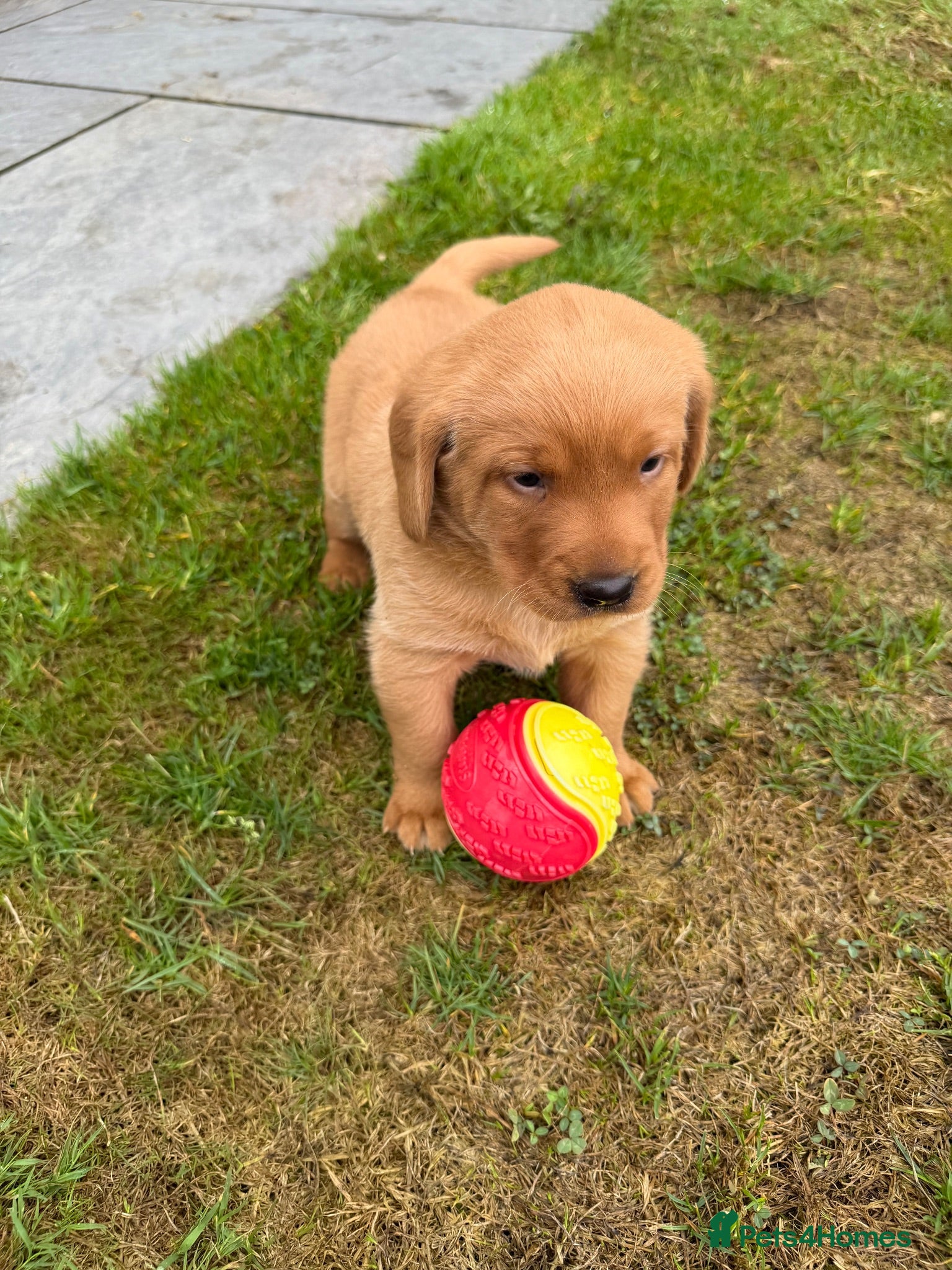 Labrador Retriever dogs Stunning fox Red Labrador pup - Advert 7