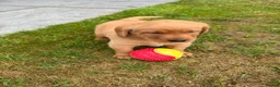 Labrador Retriever dogs for sale: Stunning fox Red Labrador pup - Advert 13