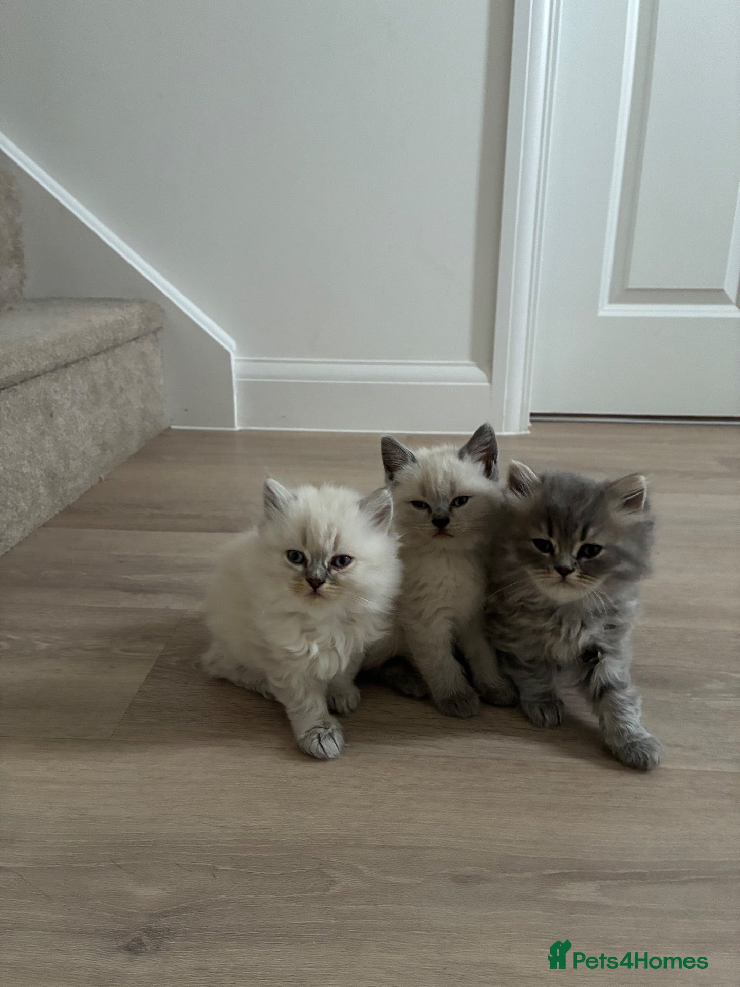 Scottish Fold cats Scottish fold kittens - Advert 2