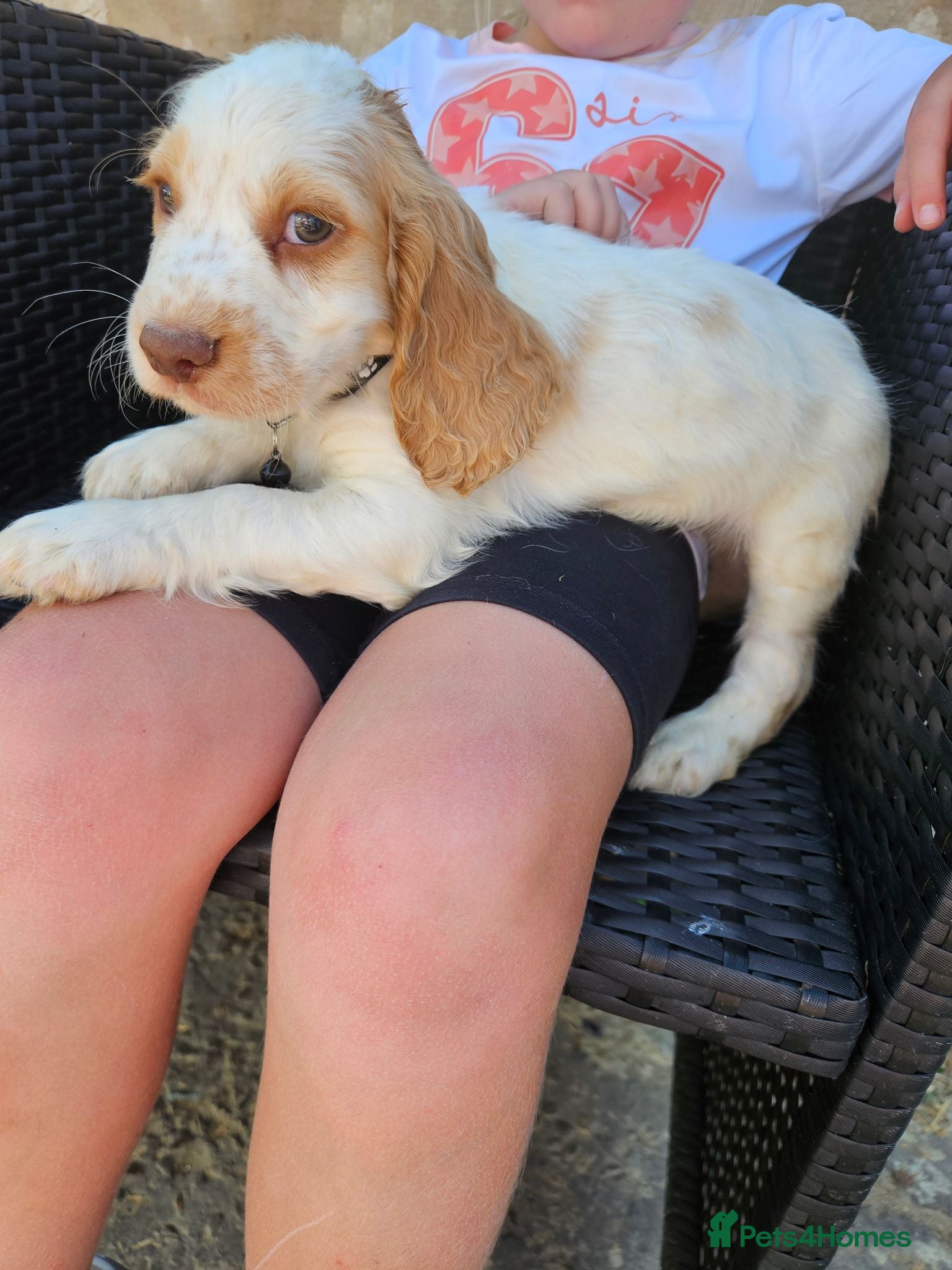 Cocker Spaniel dogs Cocker spaniel puppys - Advert 2