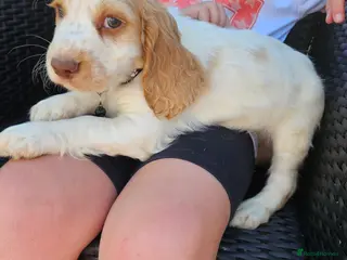 Cocker Spaniel dogs Cocker spaniel puppys - Advert 2