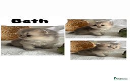 Scottish Fold cats for sale: Pedigree cutest SFLH kittens   - Image 15