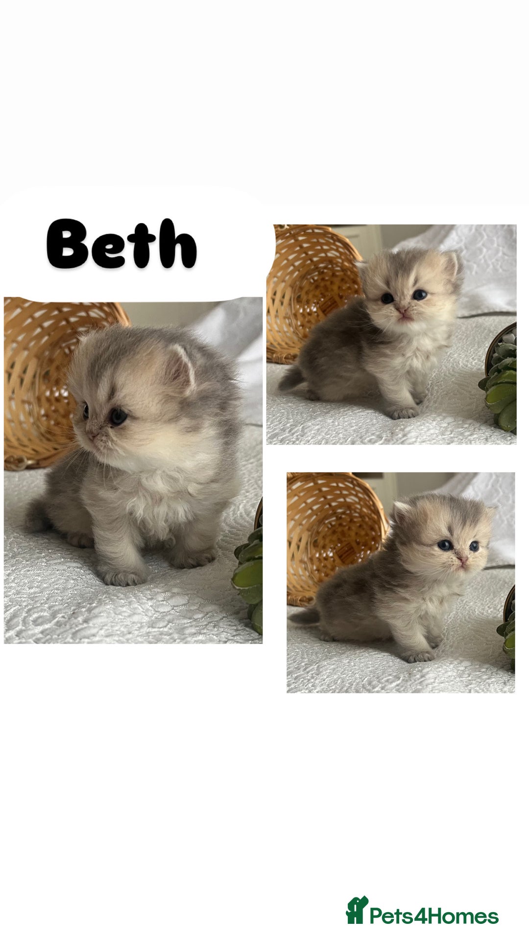 Scottish Fold cats for sale: Pedigree cutest SFLH kittens   - Image 15