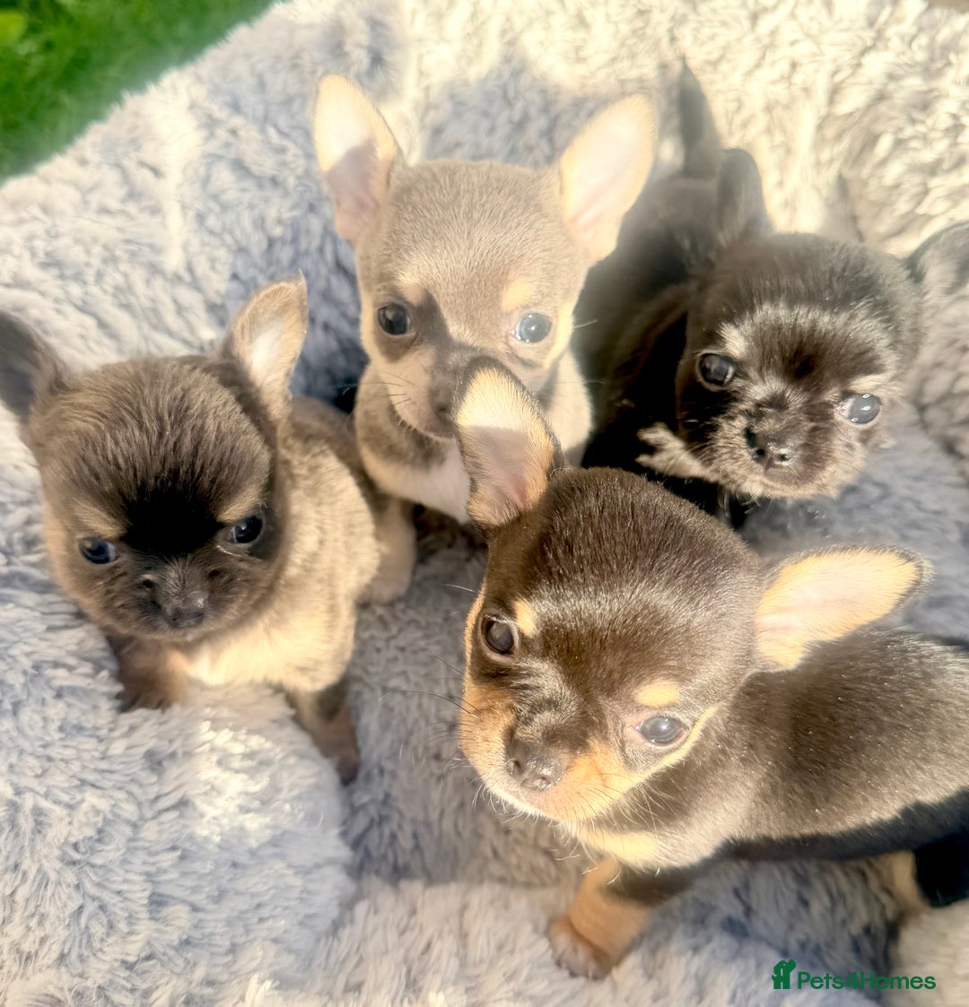 Chihuahua dogs for sale: Gorgeous Chihuahua Puppies  - Advert 2