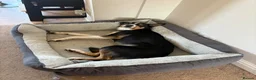 Border Collie dogs for sale: Rehome our border collie - Advert 7