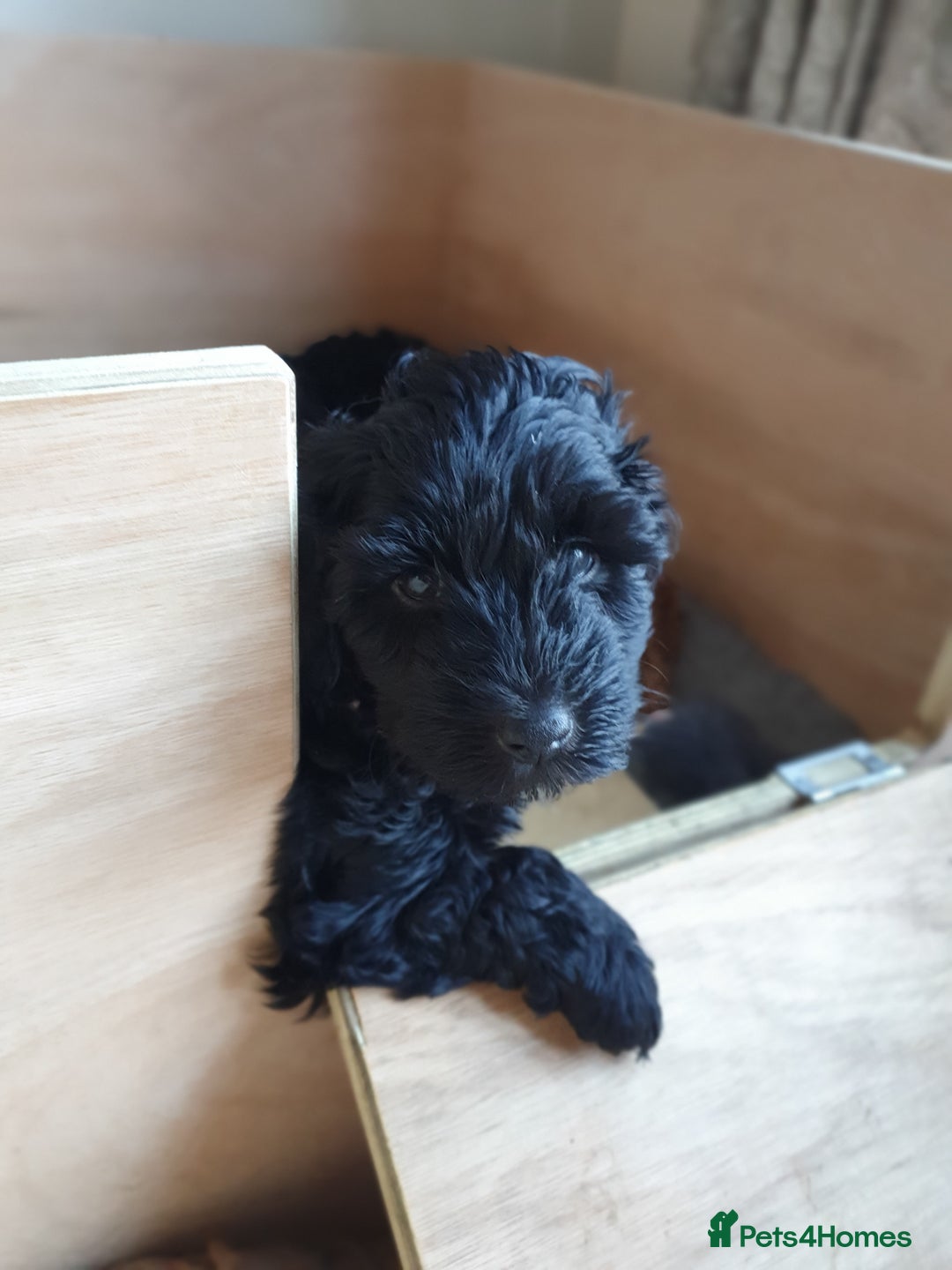 Cockapoo dogs for sale: Affectionate Little Boy - Advert 1