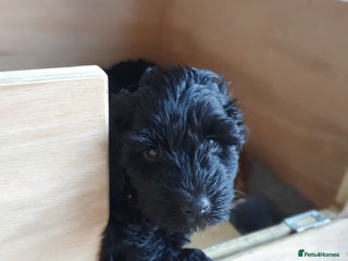 Cockapoo dogs Affectionate Little Boy - Advert 2