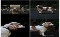 Cocker Spaniel dogs for sale: Show type Cocker spaniel puppy's KCR - Image 14