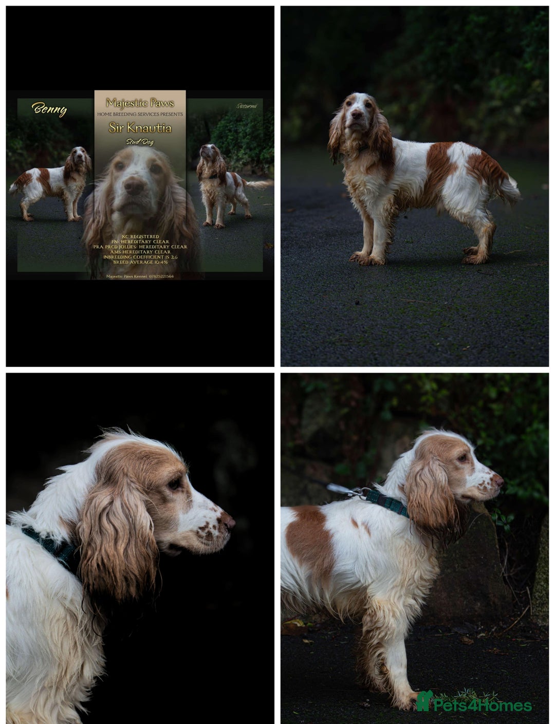 Cocker Spaniel dogs for sale: Show type Cocker spaniel puppy's KCR - Image 14