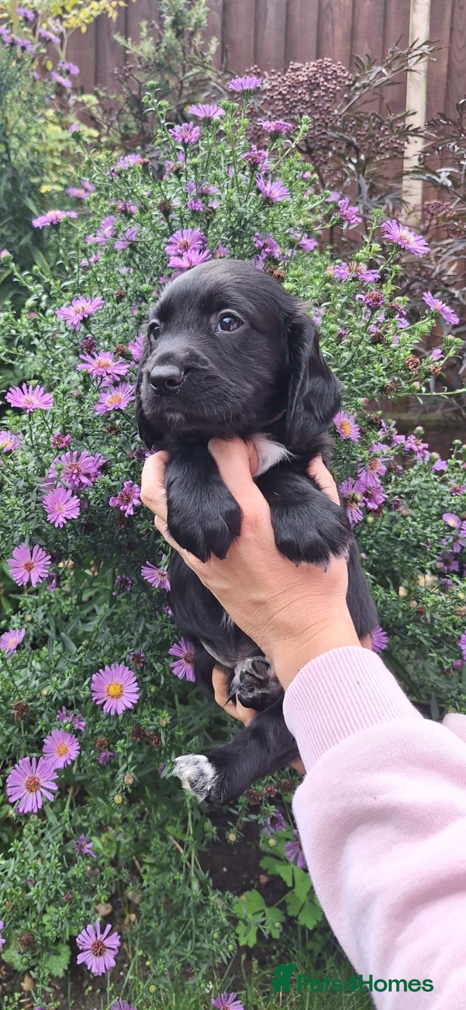 Sprocker dogs (5 left) sprocker puppies 🐶  5⭐️ breeder - Advert 13