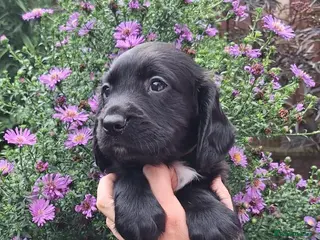 Sprocker dogs (5 left) sprocker puppies 🐶 5⭐️ breeder - Advert 13