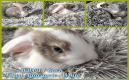 Mini Lop rabbits for sale: Beautiful Mini Lop Babies - 6 to choose from  - Image 6