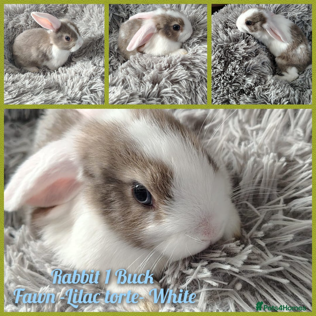 Mini Lop rabbits for sale: Beautiful Mini Lop Babies - 6 to choose from  - Image 6