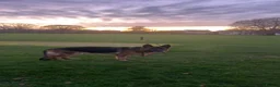 German Shepherd dogs for sale: 4 year old German shepherd bitch  - Advert 2