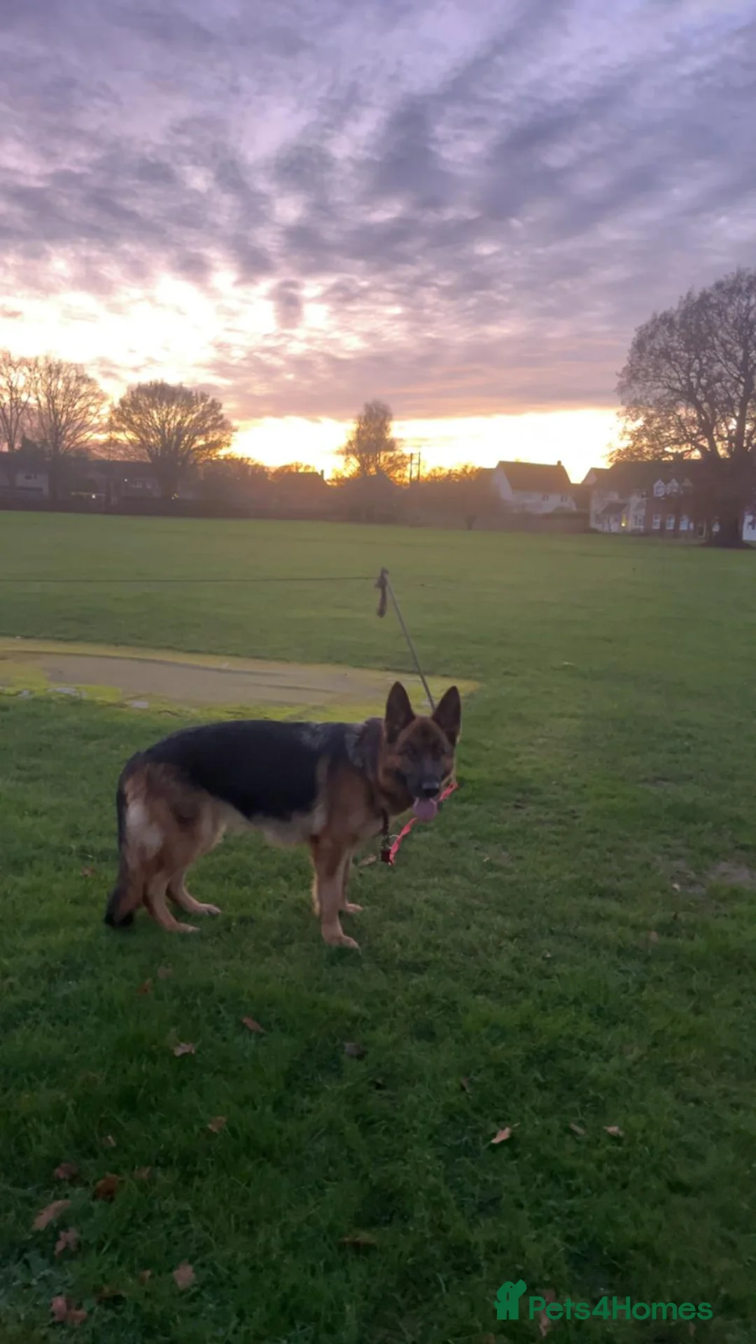 German Shepherd dogs for sale: 4 year old German shepherd bitch  - Advert 2