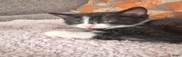 Domestic Shorthair cats for sale: Black and white boy kitten in Spalding - Advert 6
