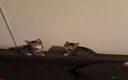 Mixed Breed cats for sale: Gorgeous kittens looking for their forever home.  - Advert 4