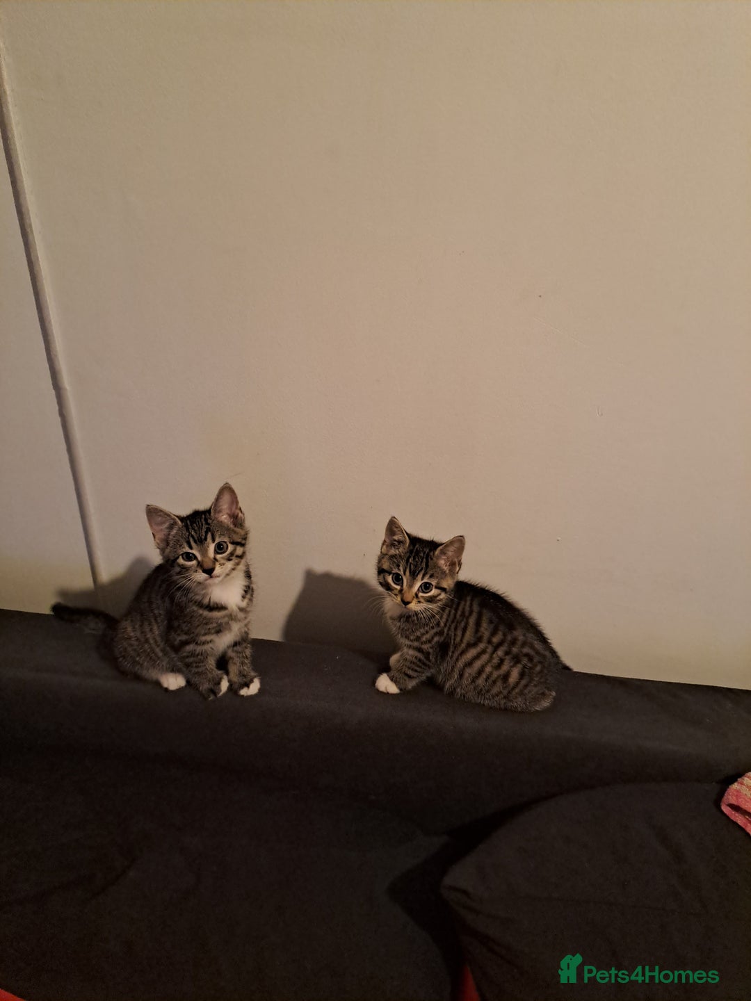 Mixed Breed cats for sale: Gorgeous kittens looking for their forever home.  - Advert 4