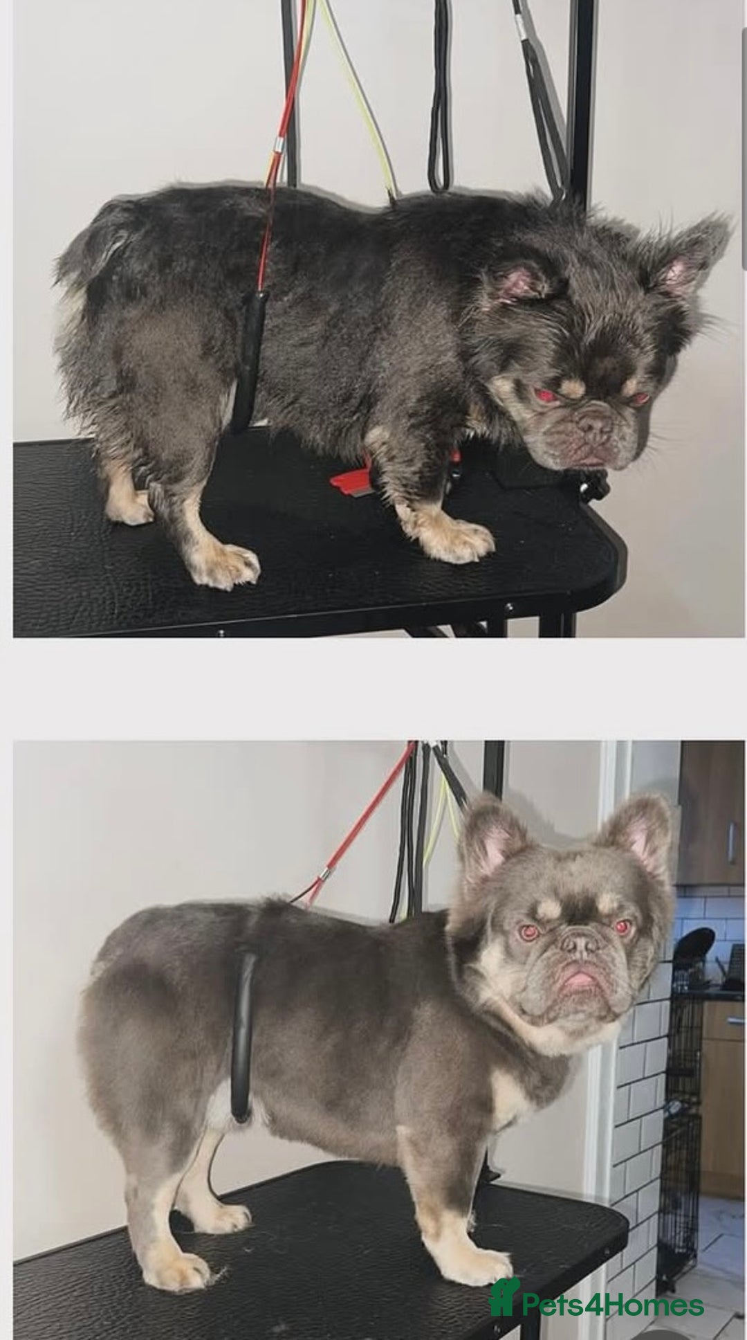 French Bulldog dogs for stud: Fluffy French bulldog STUD - Advert 3