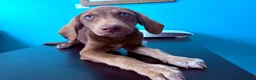 Mixed Breed dogs for sale: Waiting to Go -Stunning Husky Shepherd x Weim Boys - Advert 14
