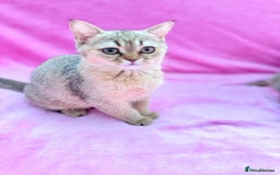 Scottish Fold cats for sale: Rare brown gold chinchilla girl  ready now x - Image 11