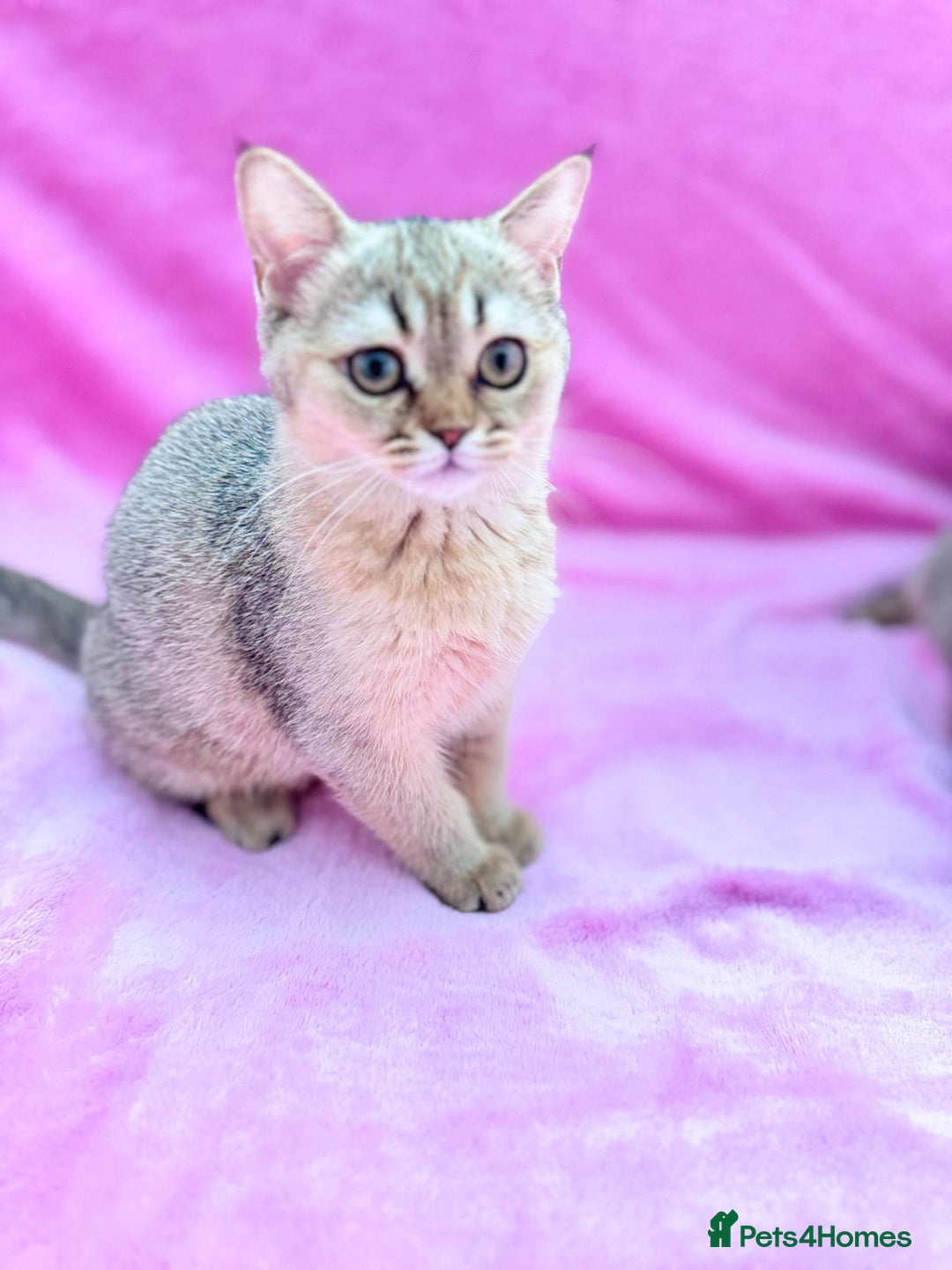 Scottish Fold cats for sale: Rare brown gold chinchilla girl  ready now x - Image 11