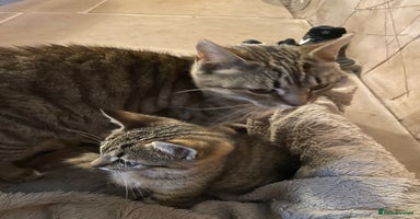 Mixed Breed cats - Advert 14