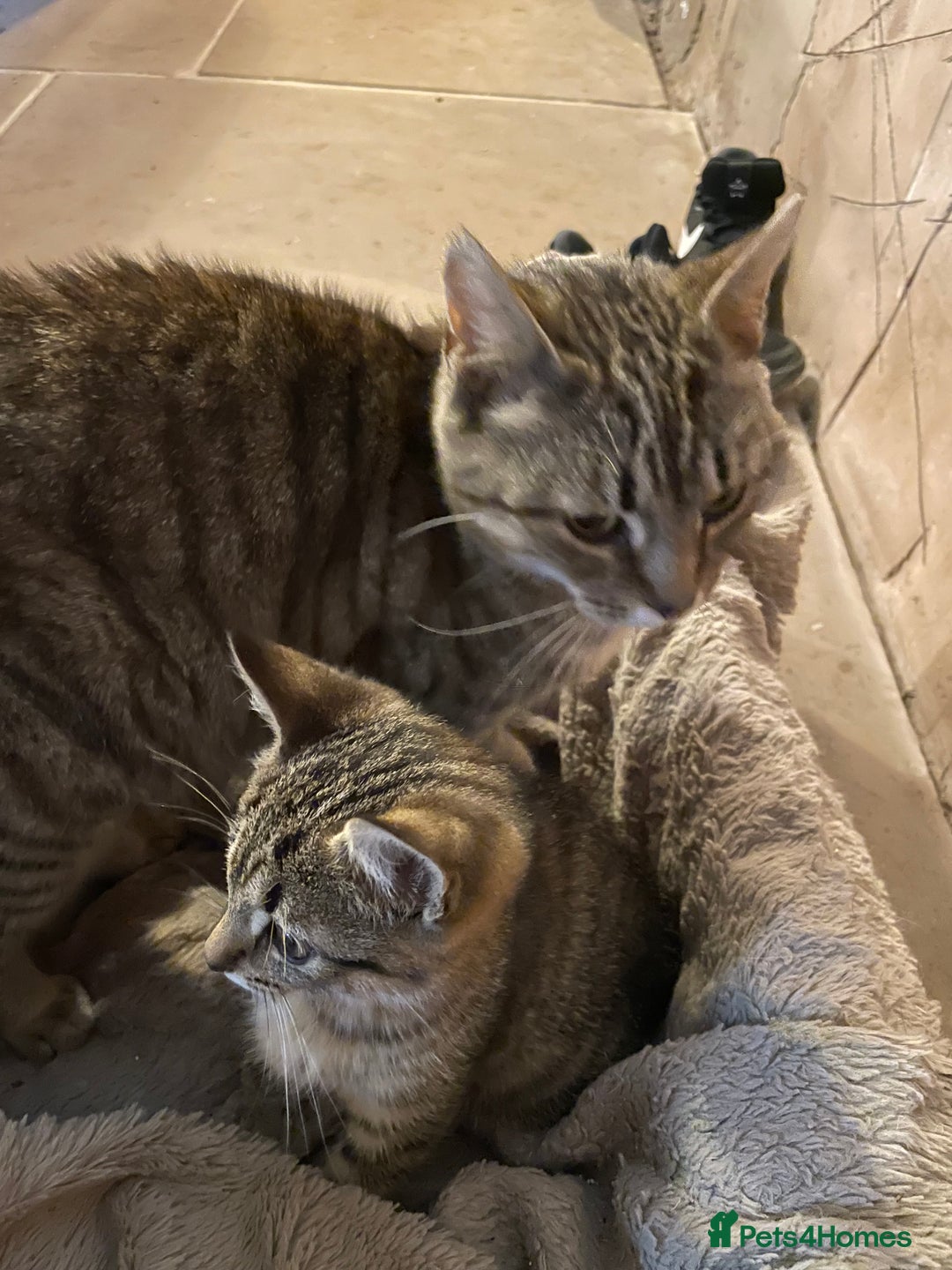 Mixed Breed cats for sale: Tabby kittens - Image 2