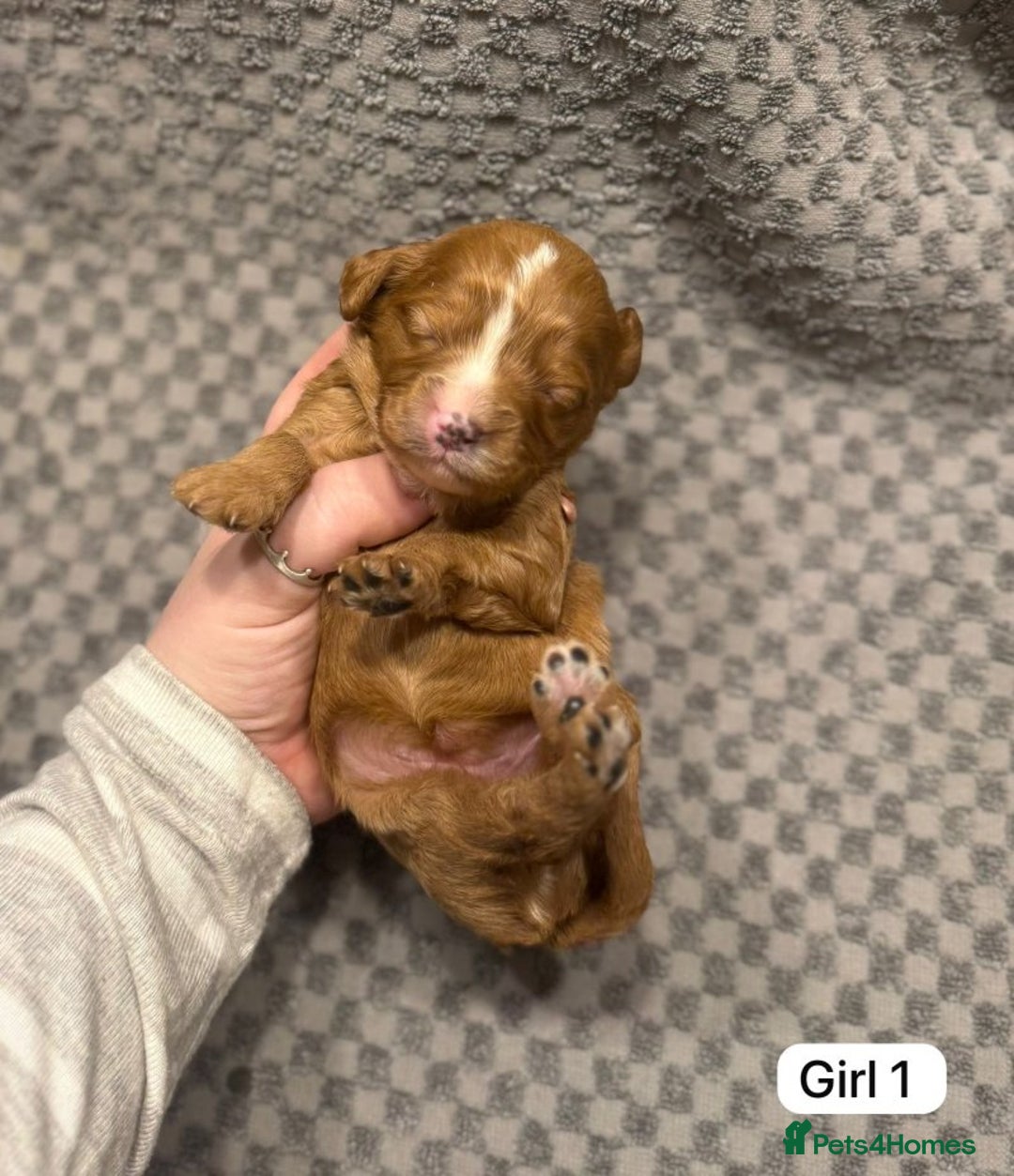 Cavapoo dogs for sale: 💛Gorgeous Cavapoo Puppies Looking 4 Forever Homes - Advert 3