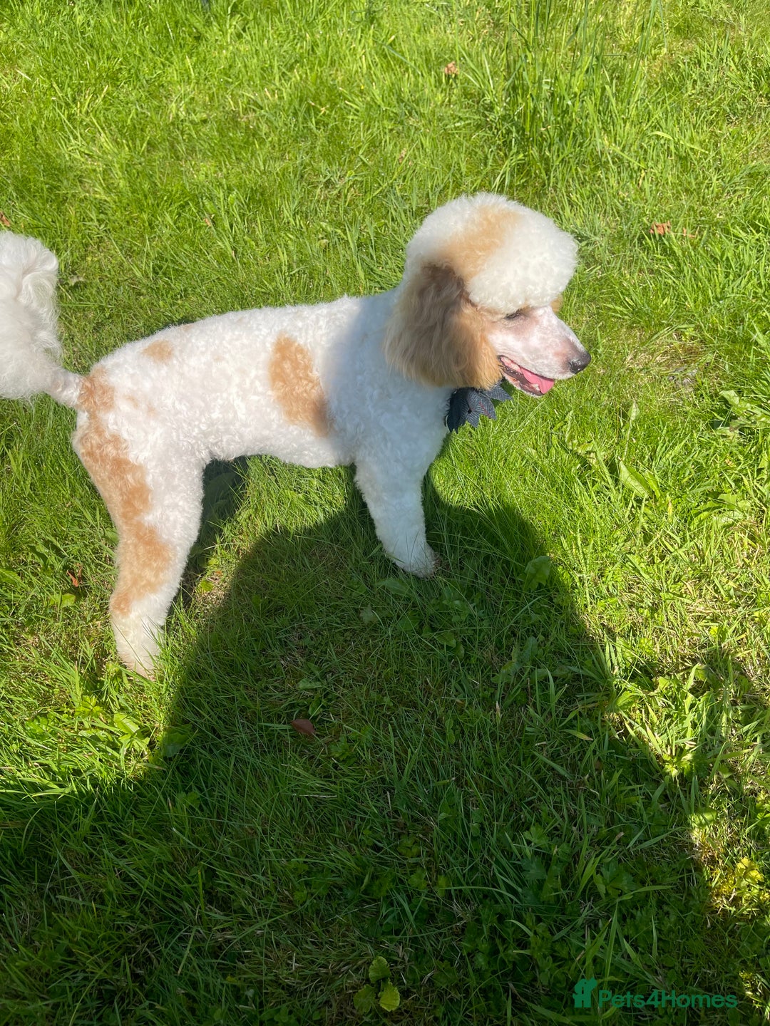 Miniature Poodle dogs for stud: Red/aipricot parti poodle. DNA clear  in Porth - Advert 3