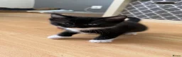 British Shorthair cats for sale: Beautiful kitten  - Advert 8