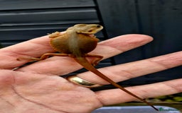 Bearded Dragon reptiles for sale: Pogona vitticeps + vitticeps/Barbata hybrids - Image 10