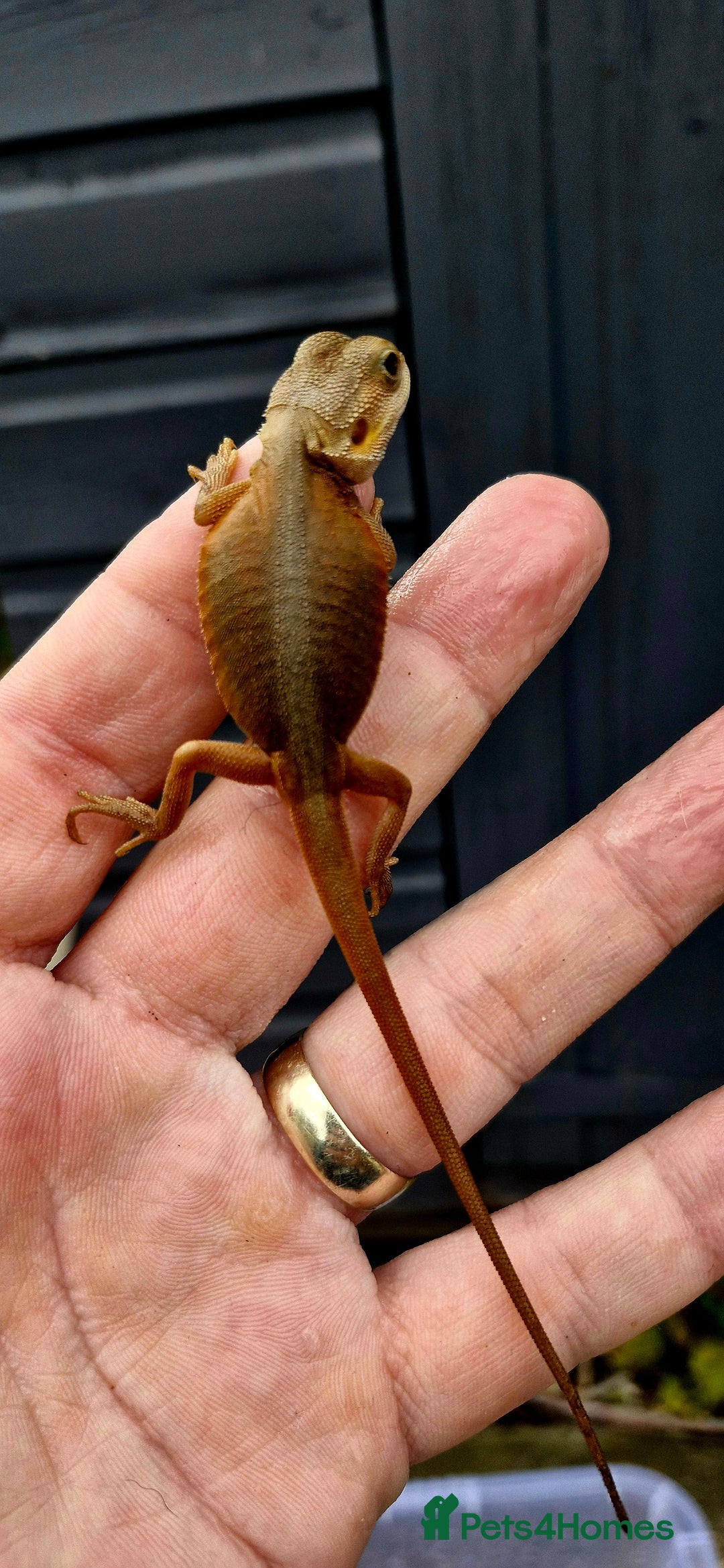 Bearded Dragon reptiles for sale: Pogona vitticeps + vitticeps/Barbata hybrids - Image 10
