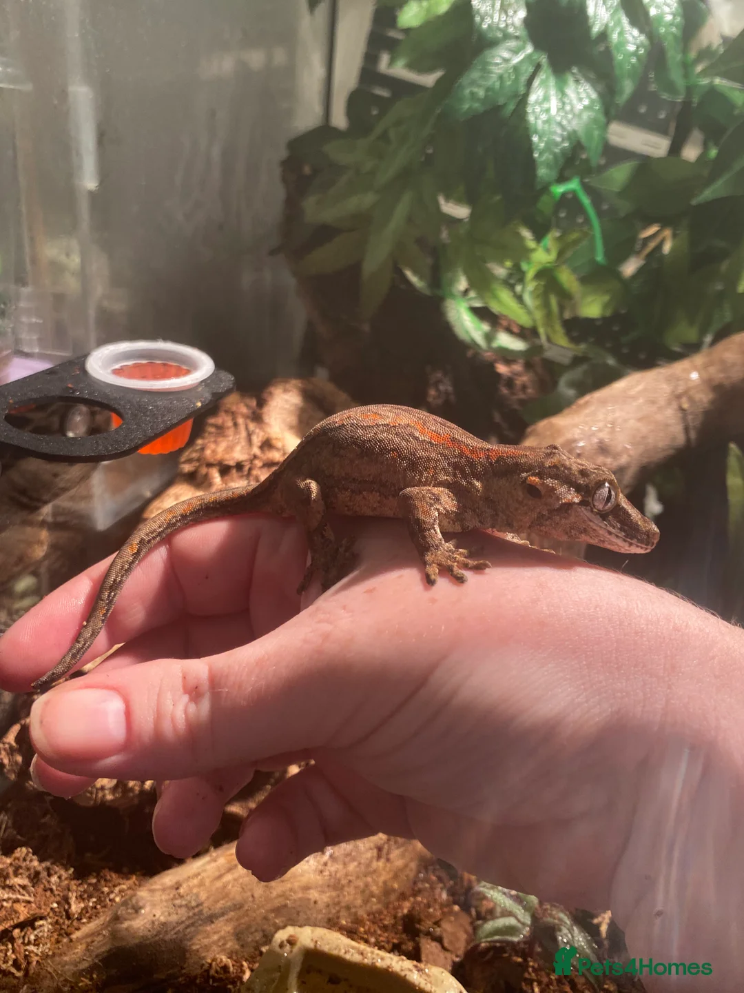 Gecko reptiles for sale: Female gargoyle gecko with enclosure  - Advert 5