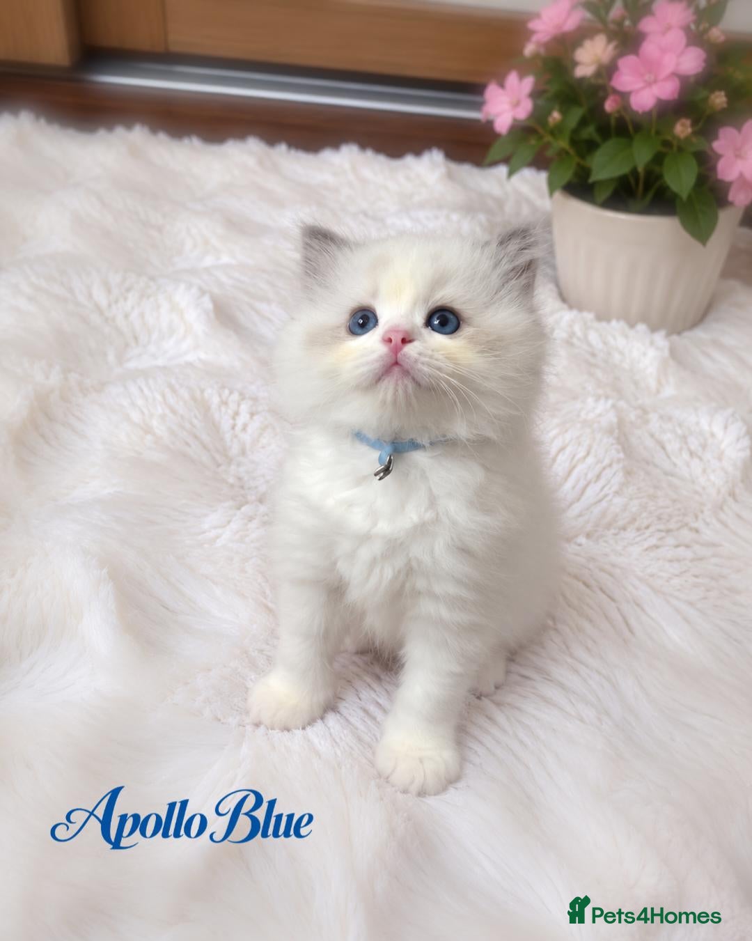 Ragdoll cats TICA Champion Bloodline Ragdoll Kittens - Advert 2