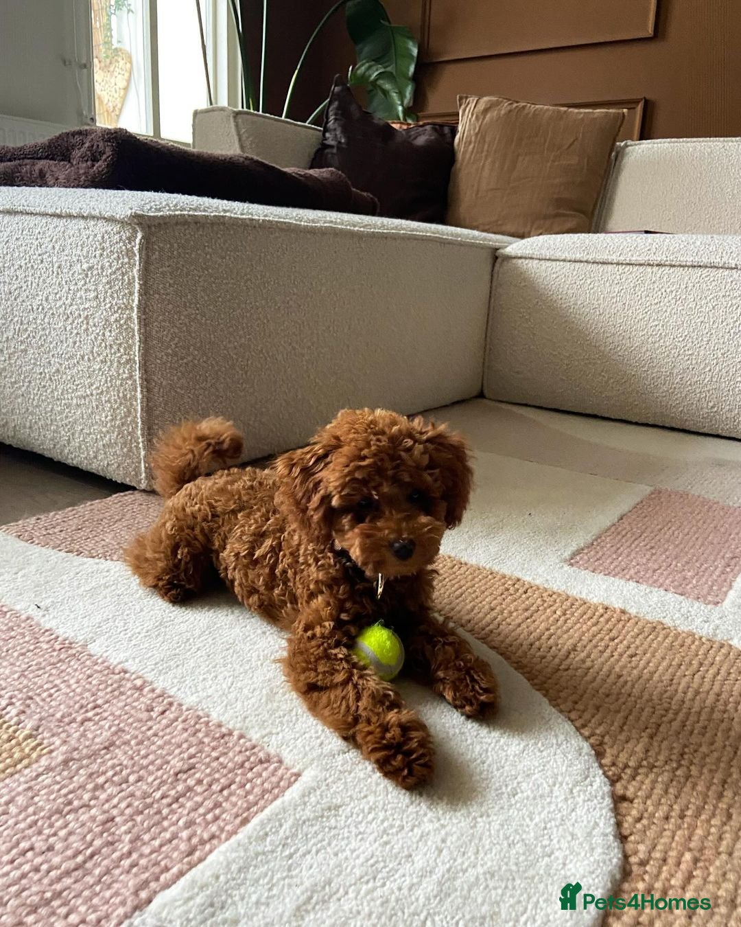 Toy Poodle dogs for sale: Seeking a New Home Toy Poodle Puppy Charlie - Advert 2