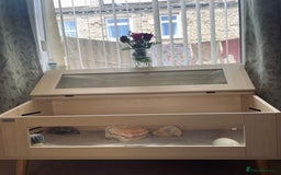 Dragon reptiles for sale: Bearded dragon with Viv  - Image 3