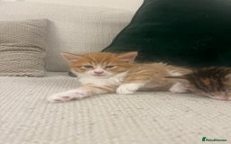 Mixed Breed cats for sale: 3 gorgeous kittens available - Image 3