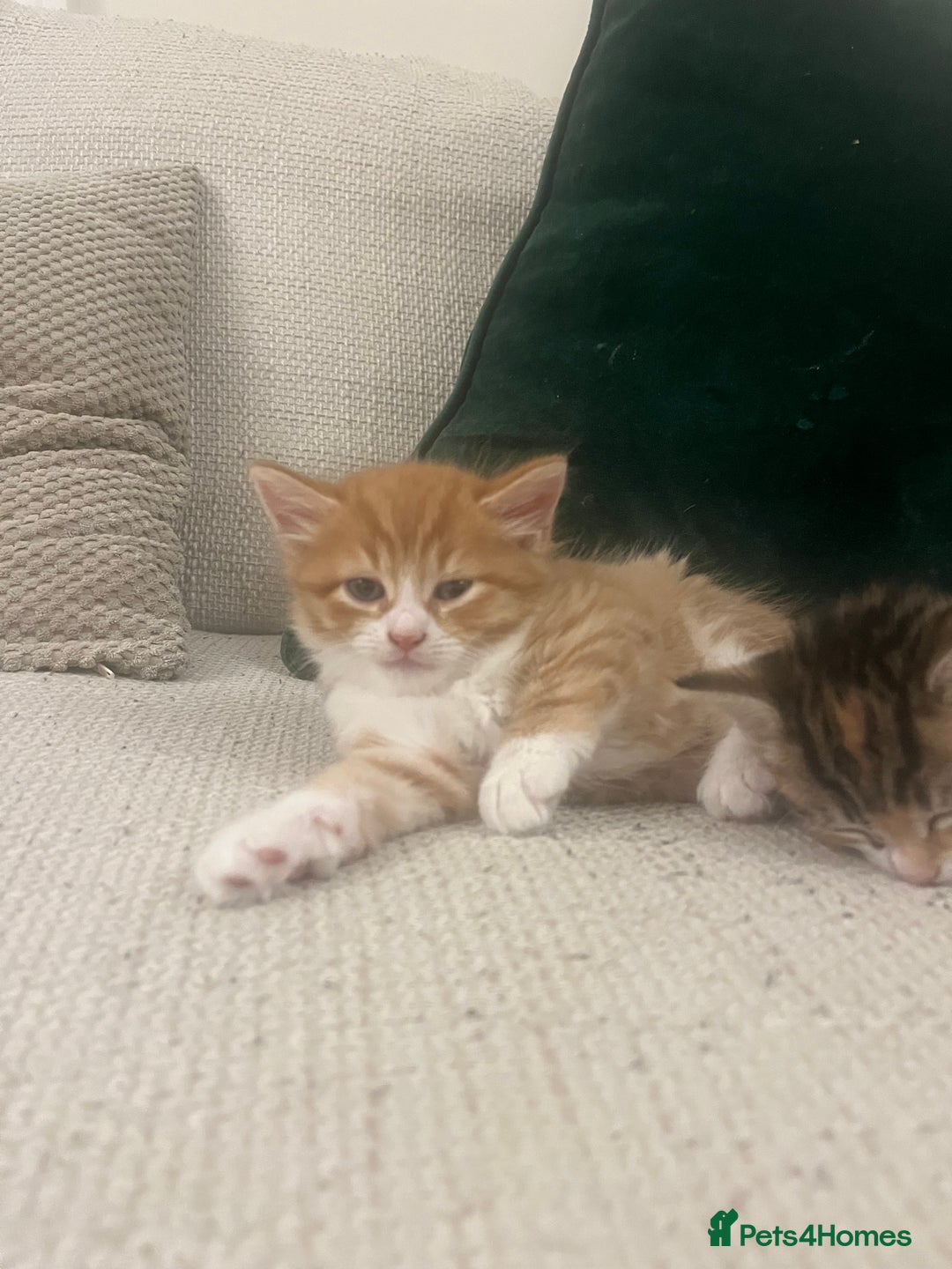 Mixed Breed cats for sale: 3 gorgeous kittens available - Image 3