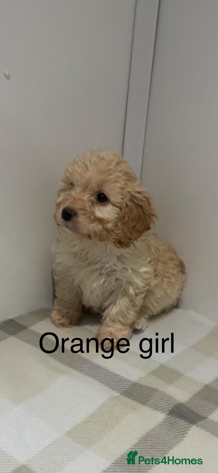 Cockapoo dogs Gorgeous F1 cockapoo - Advert 1