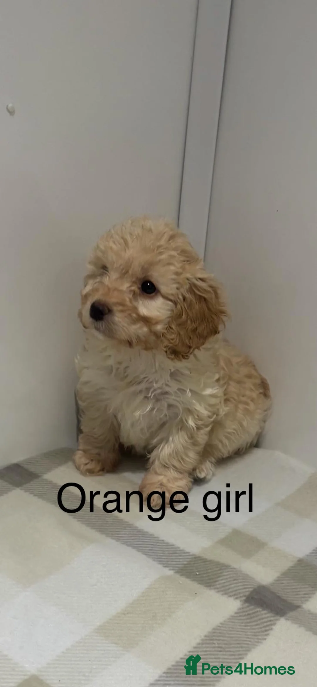 Cockapoo dogs for sale: Gorgeous F1 cockapoo - Advert 1