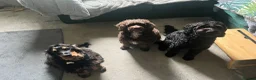 Cocker Spaniel dogs for sale: Show bred cocker spaniel - FOREVER HOME ONLY!  in Leeds - Advert 26