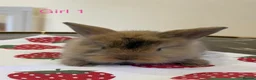 Mini Lion Lop rabbits for sale: Ready to leave 02/09/2026 - Advert 9